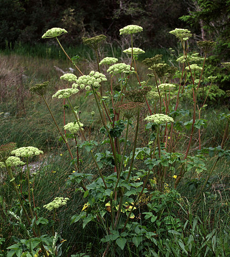 Angelica lucida